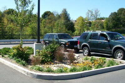 Rain garden