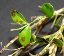 Boxwood blight