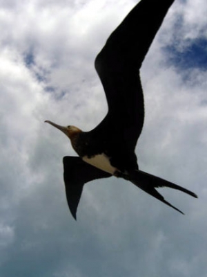 Great Frigatebird