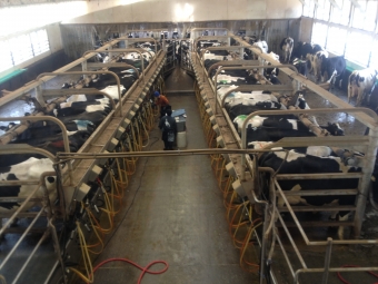 cow poop 2