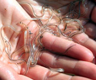 American 'glass' eels.