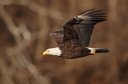 winter 2014 environ assess - bald eagle