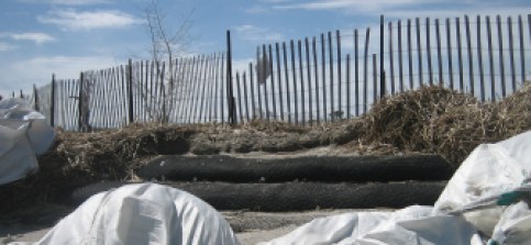 The two black tubes used to re-establish this dune are made of geotextiles.