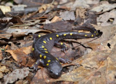 A spotted salamander