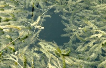 Hydrilla, an invasive aquatic plant