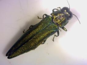 Emerald ash borer