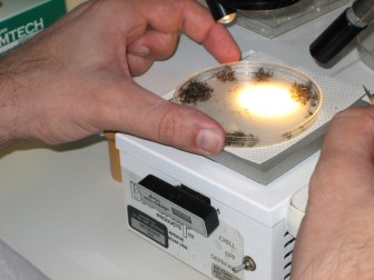 Testing mosquitos at the Connecticut Agricultural Experiment Station
