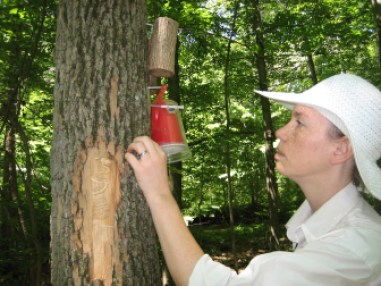 Scientist Claire Rutledge of the Connecticut Agricultural Experiment Station places parasitic wasps in Sleeping Giant State Park in Hamden in an effort to slow the spread of the emerald ash borer. The tracks of the borer can be seen on the tree trunk.