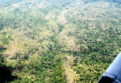 Defoliation caused by gypsy moths in Branford