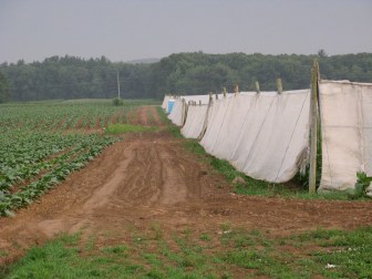 A shade tobacco field in East Windsor. 