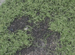 Crumb rubber infill shows through a bare spot in a synthetic turf field.