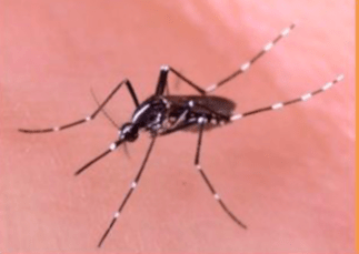 The Asian tiger mosquito