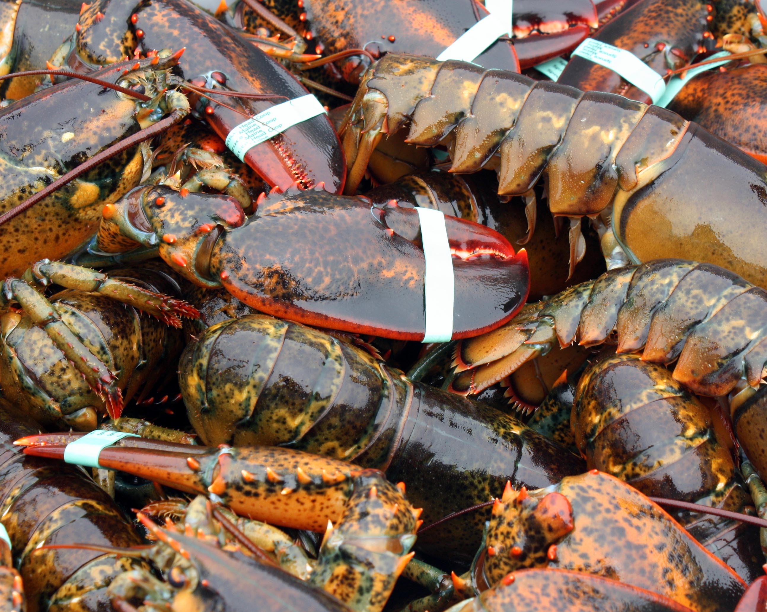 Lobster used to be abundant in Connecticut. Not anymore.