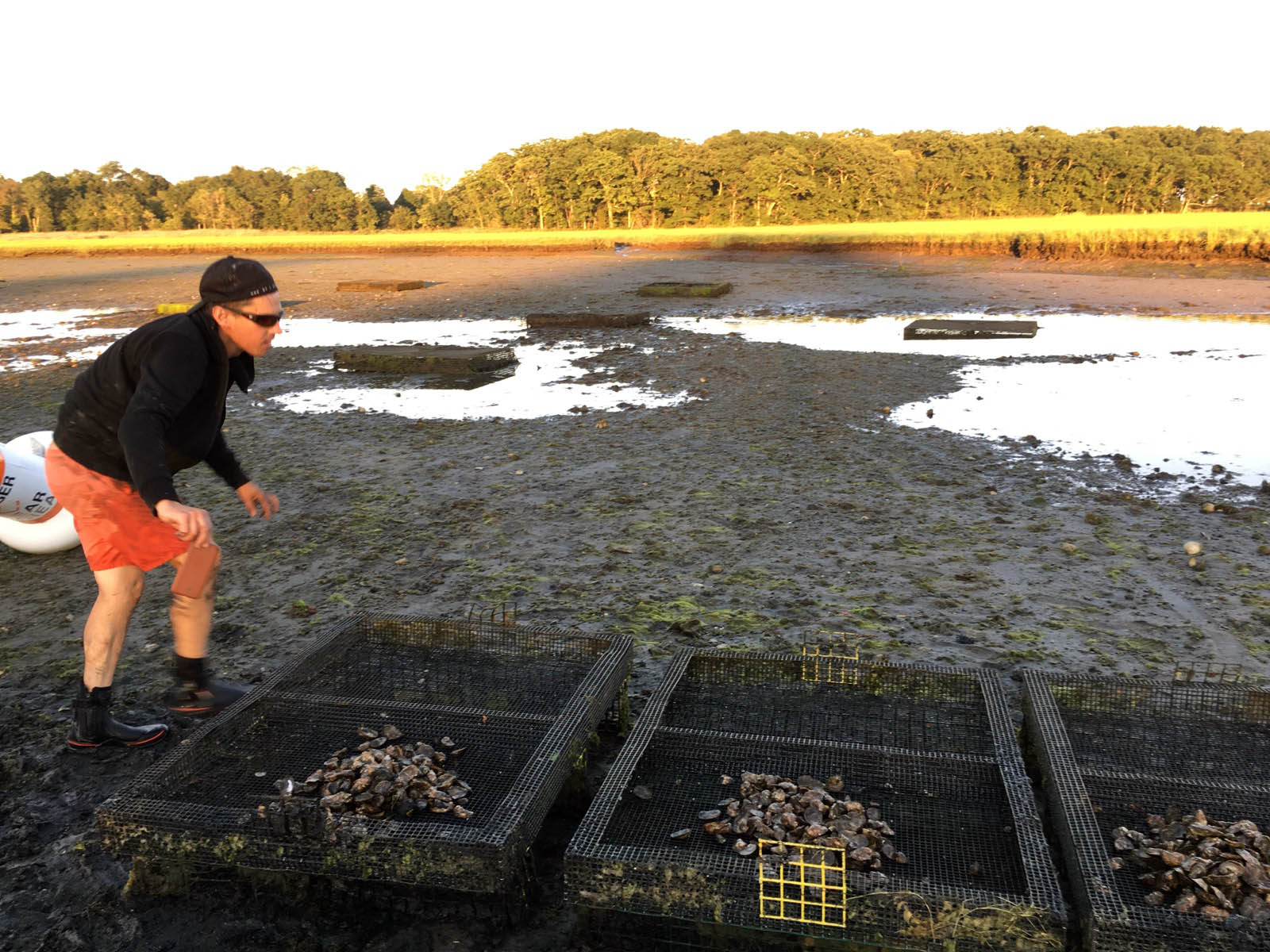 Seed oysters in the marsh off Long Island Sound. They face potential problems related to climate change including ocean acidification, which can keep them from forming shells and diseases like vibrio that flourish in the warming waters.