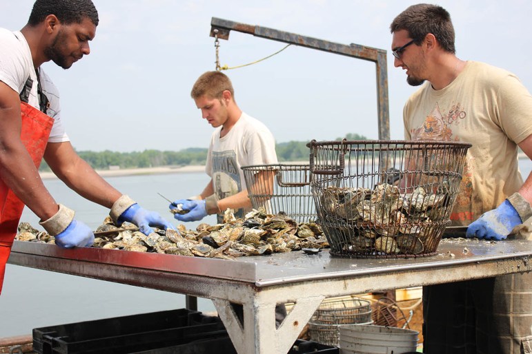 Oysters and clams in Long Island Sound may face multiple impacts from climate change – ocean acidification, which may prevent them from forming shells and more bacteria diseases such as vibrio.
