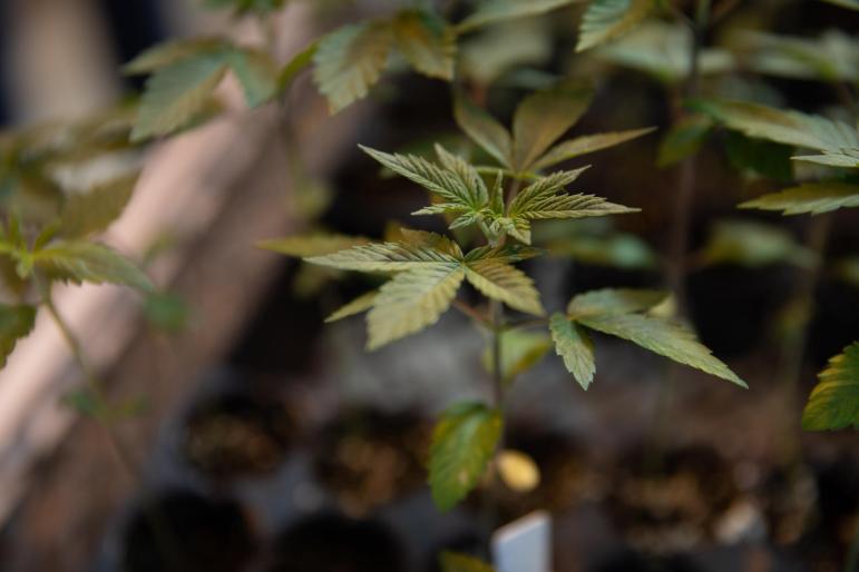 Can bars sell THC-infused drinks in CT?