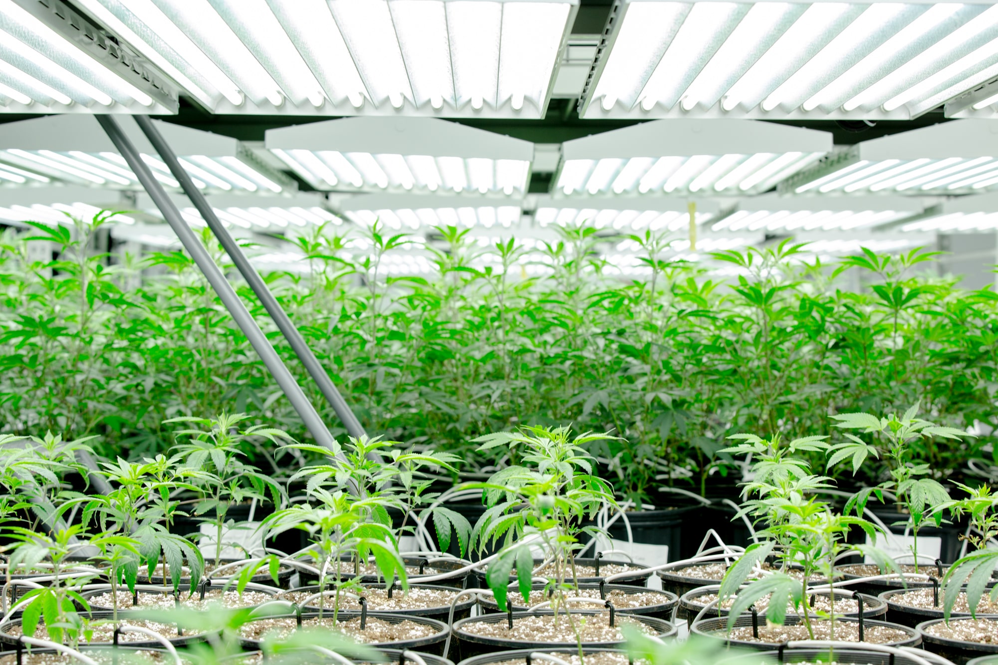 On pot issue, lawmakers and their constituents are not served by the same  old scare tactics., image size:2000x1333