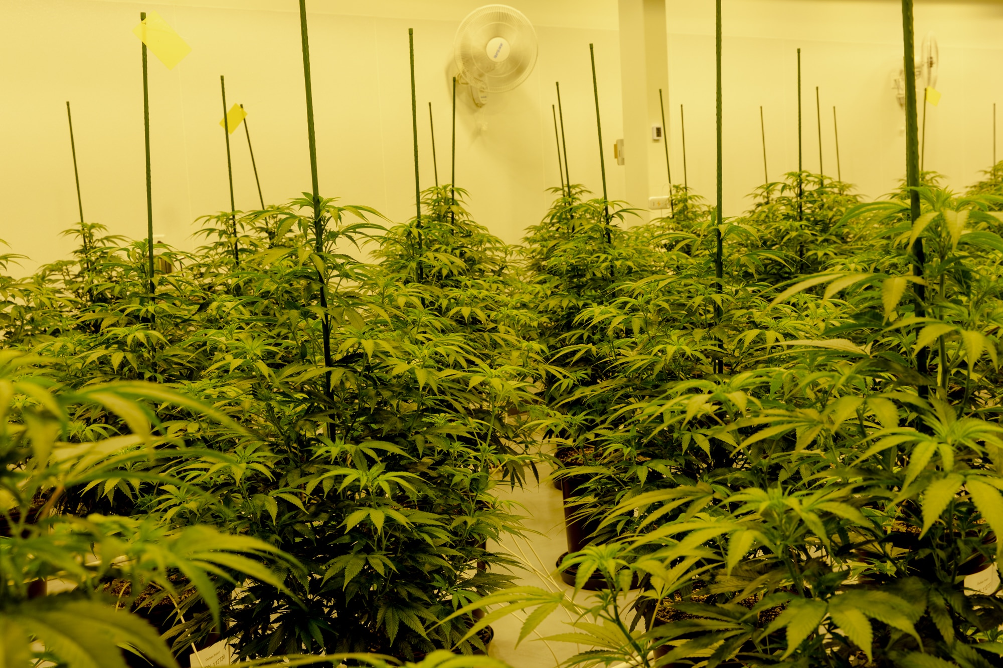 Several stalks of a leafy green plant in an indoor grow space, illuminated with yellowing light.
