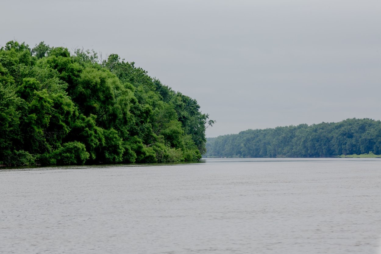 An invasive plant could choke out aquatic life in CT River