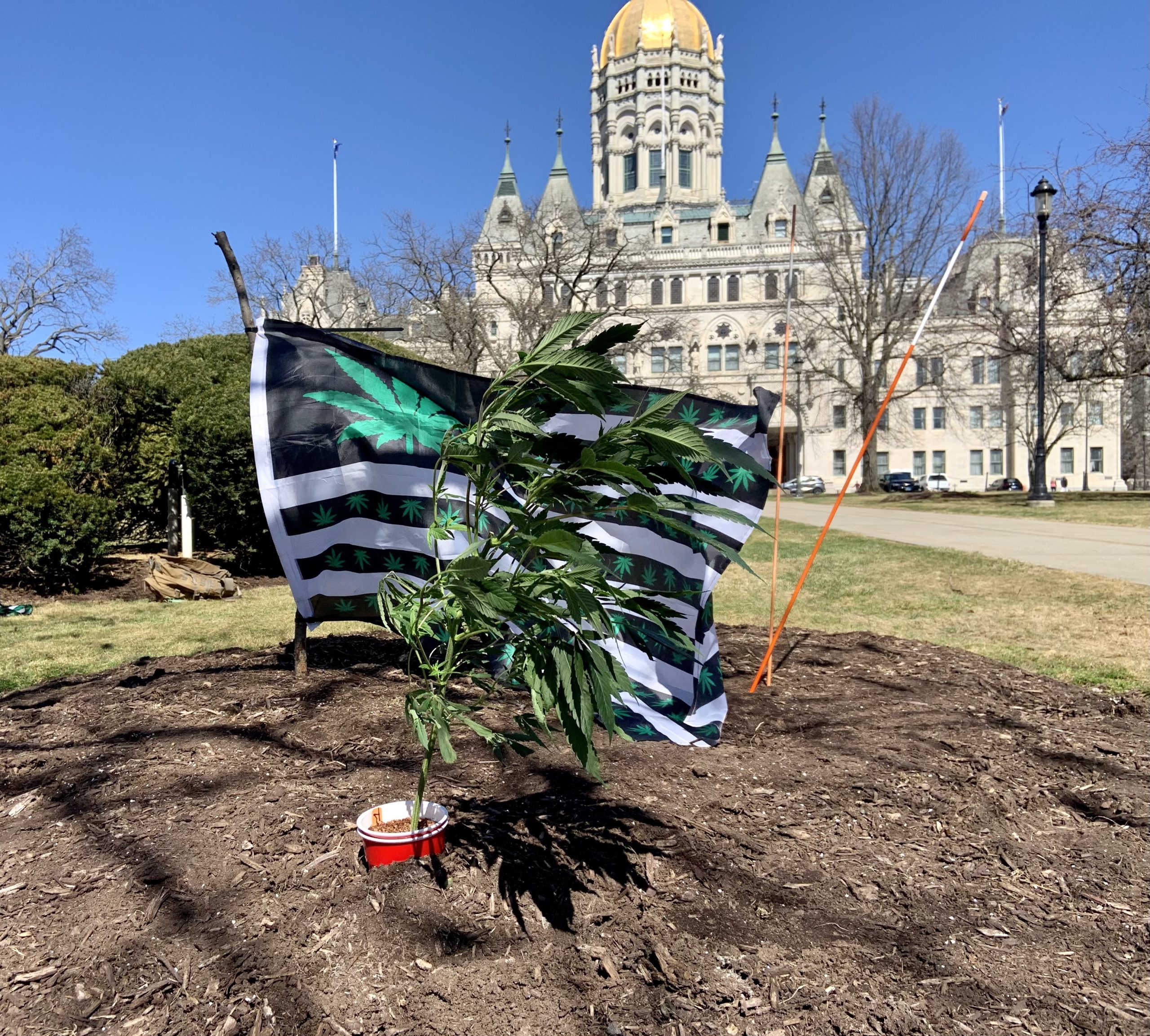 A cannabis plant and flag bearing marijuana leaves are planted in the group outside Connecticut's state capitol on Tuesday, March 22, 2022. The plant and flag were part of a protest against a bill that would ban cannabis gifting.