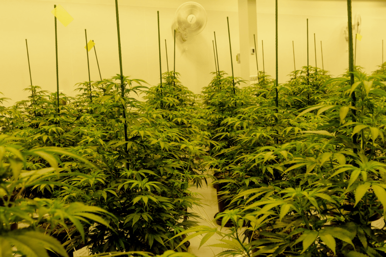 Las flores de marihuana crecen en una habitación en CTPharma en Rocky Hill.