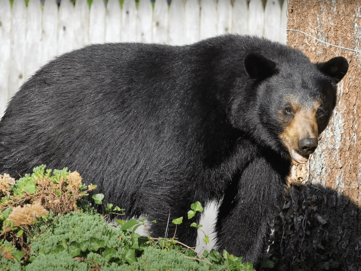 CT bear attack injures man in North Canaan, rekindling hunt debate