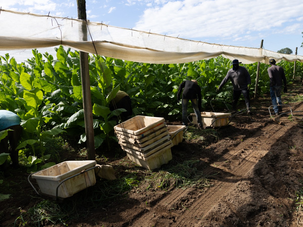 Made in the shade: CT tobacco farmers roll with the times