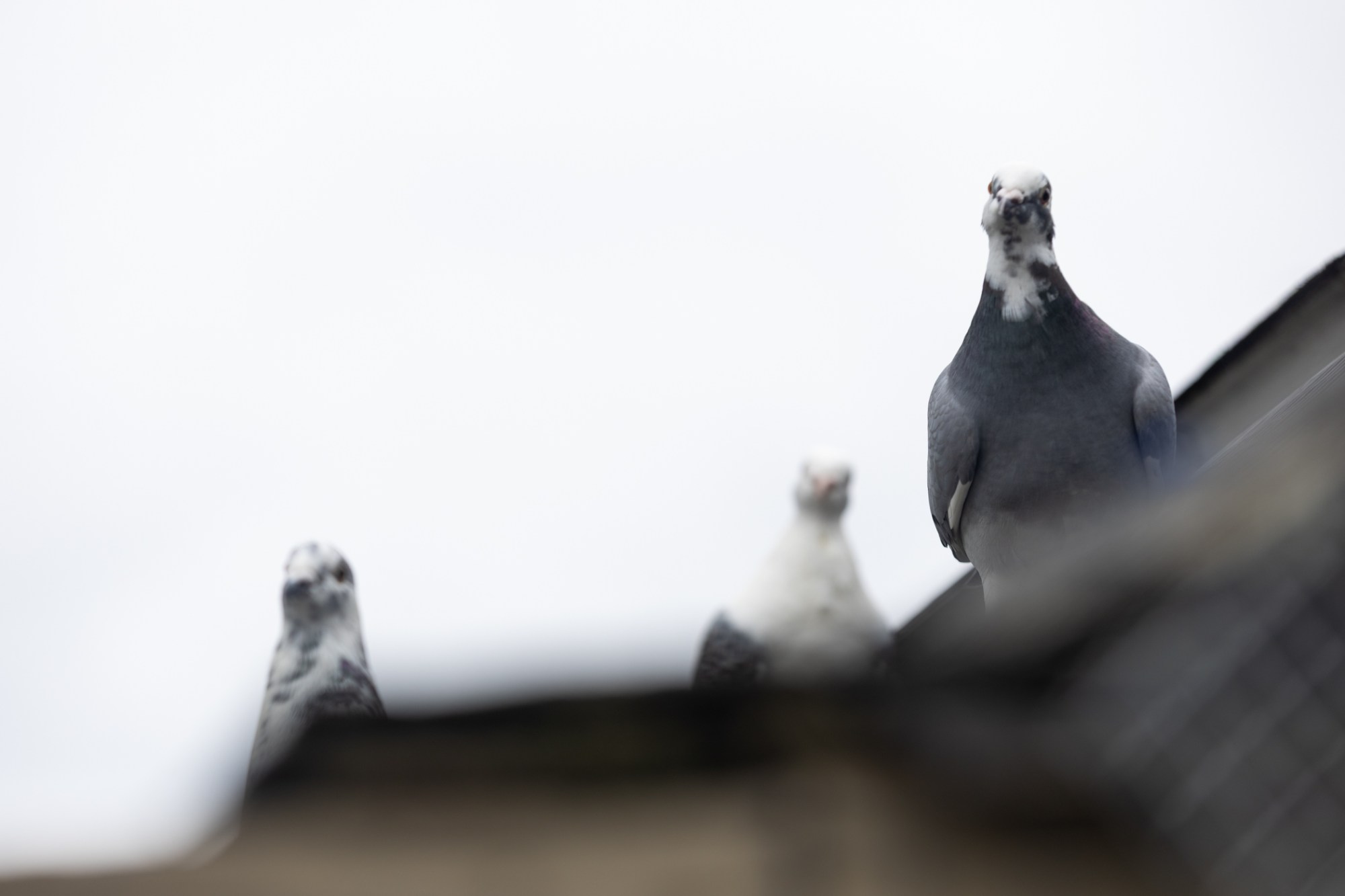 For this New Britain man, late summer is pigeon racing season