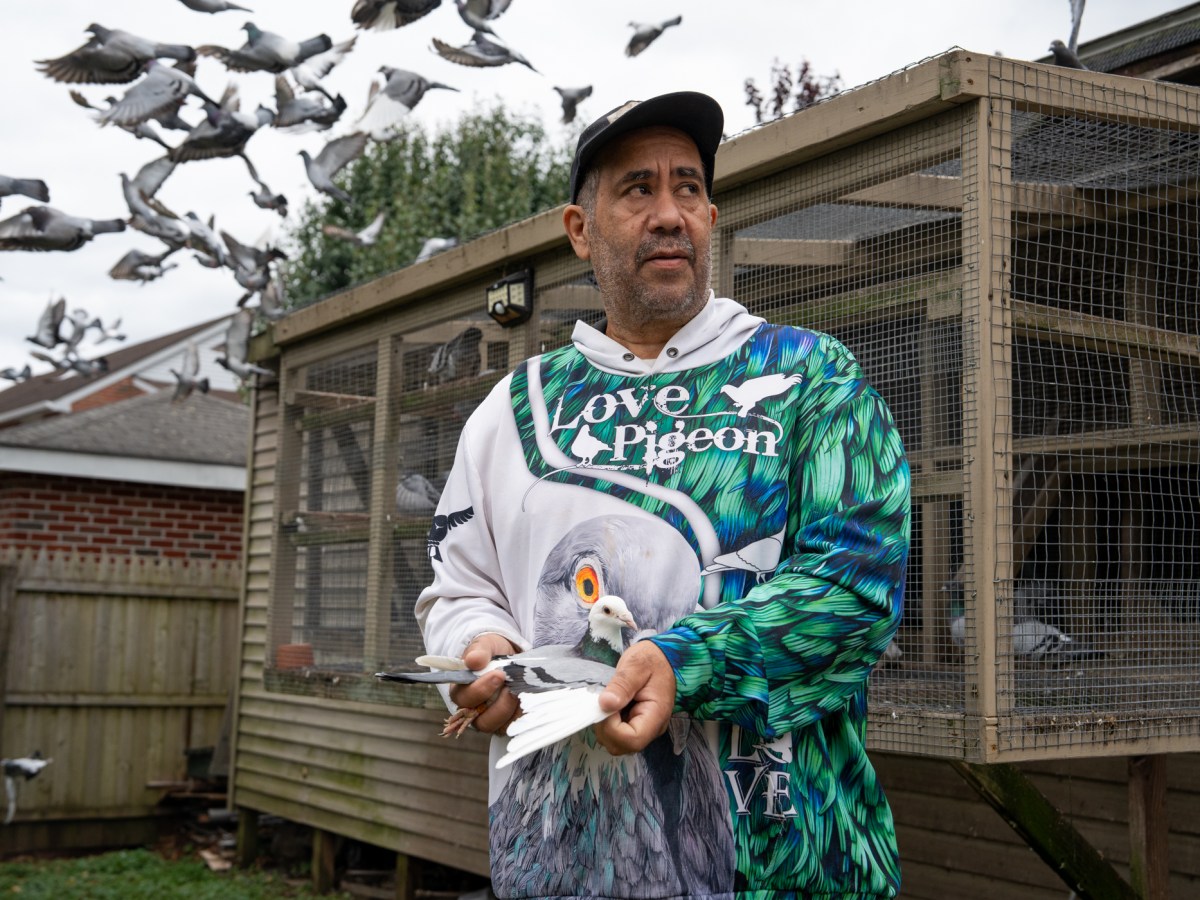 For this New Britain man, late summer is pigeon racing season