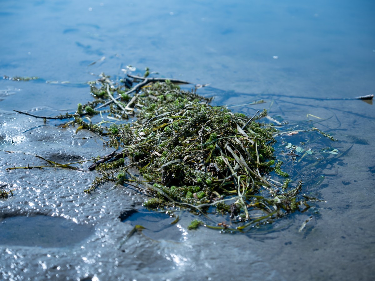 CT lawmakers consider rapid response program to treat invasive hydrilla
