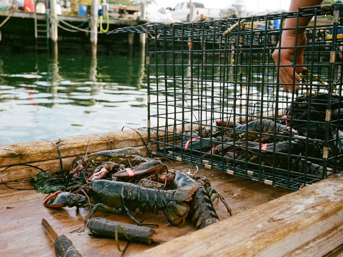 PODCAST: CT lobstermen reflect on the industry’s glory days
