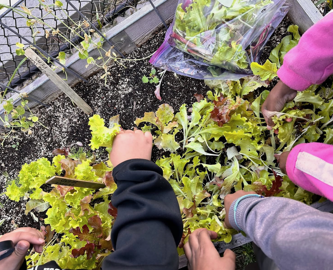 Opinion: The world needs more ROOTS