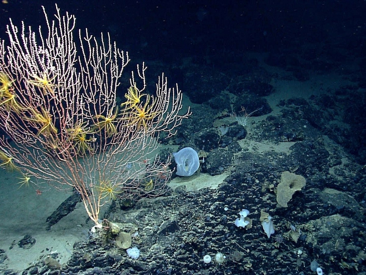 Trump ends commercial fishing restrictions in area off Cape Cod