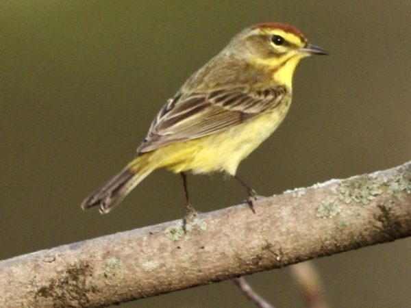 Birding is more than a hobby. It’s a public health tool