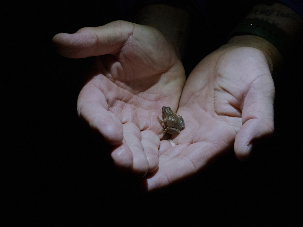 Spring peeper, herald of warmer weather, could become CT state amphibian