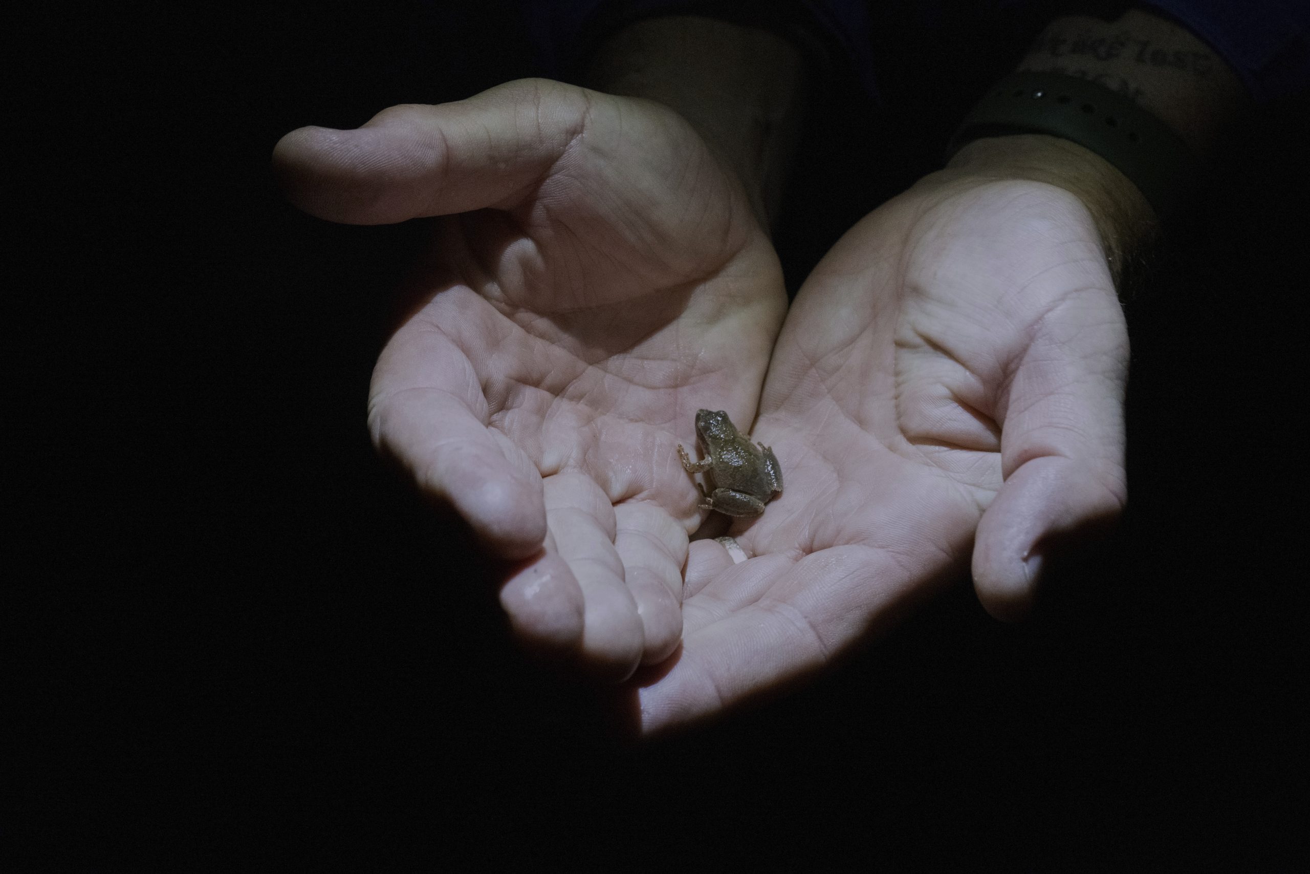 Spring peeper, herald of warmer weather, could become CT state amphibian