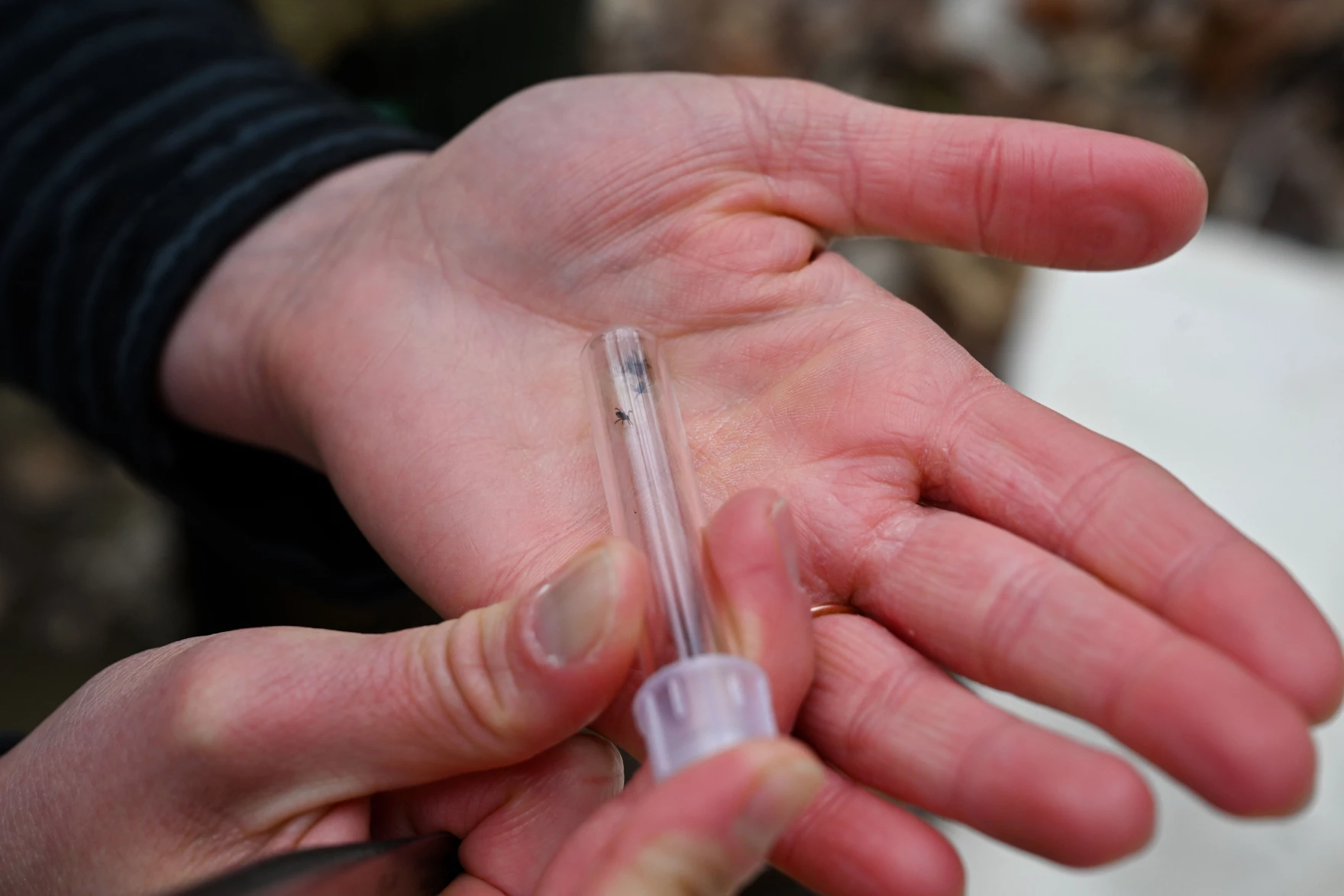 CT scientists seeing unseasonably high, ‘disconcerting’ tick activity