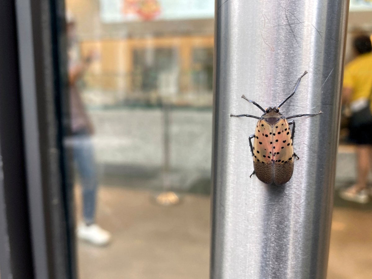 US Forest Service considers closing invasive insect labs in CT as part of reorganization