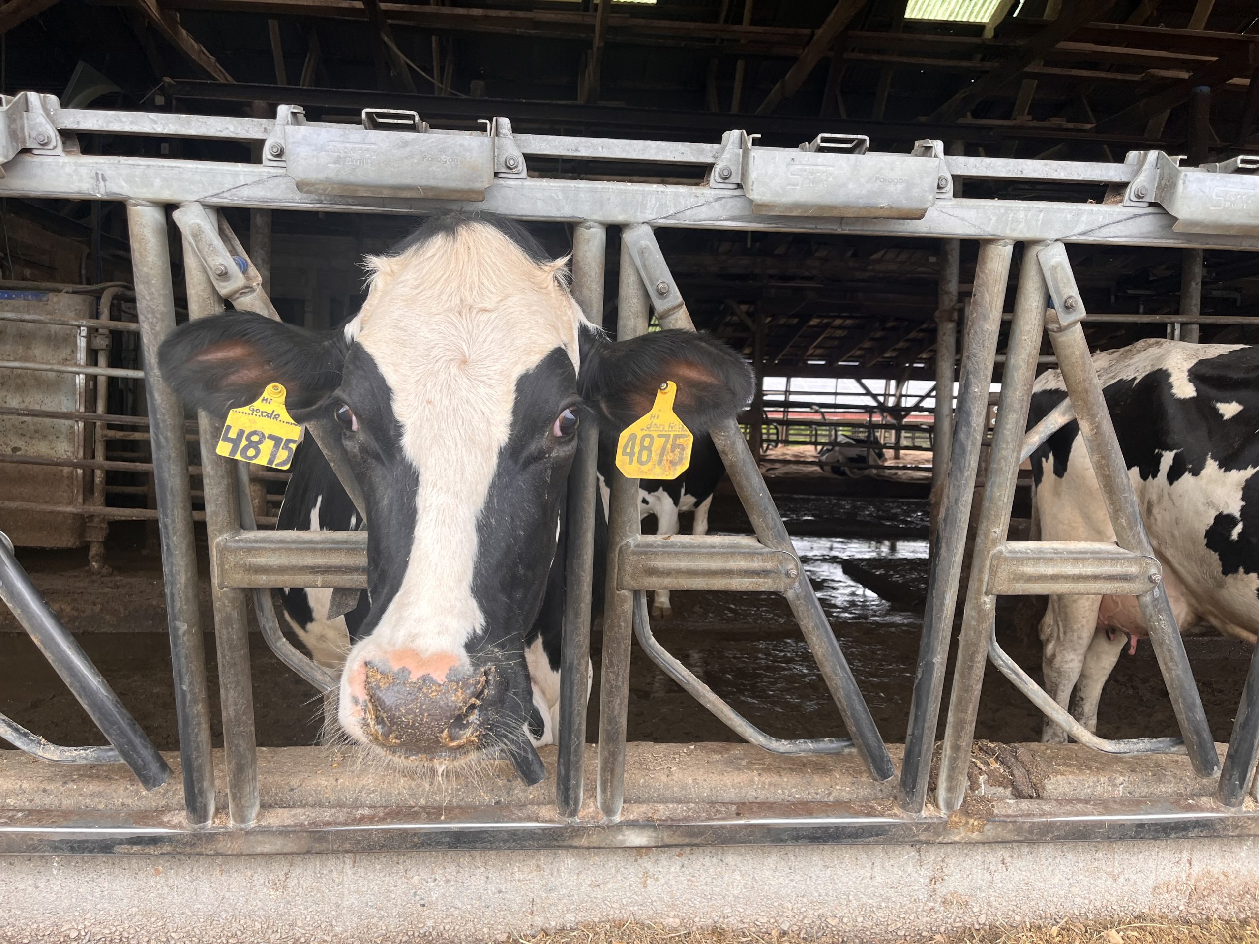 Lamont pledges $22.5 million in aid for struggling CT dairy farmers