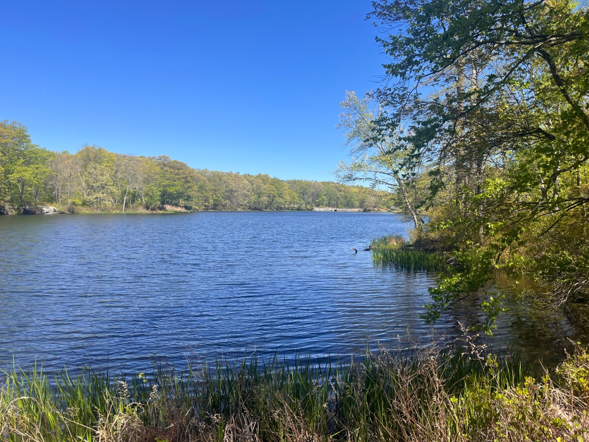 Former Bridgeport munitions testing site redeveloped as urban forest