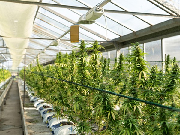 The looming revenue cliff for CT cannabis