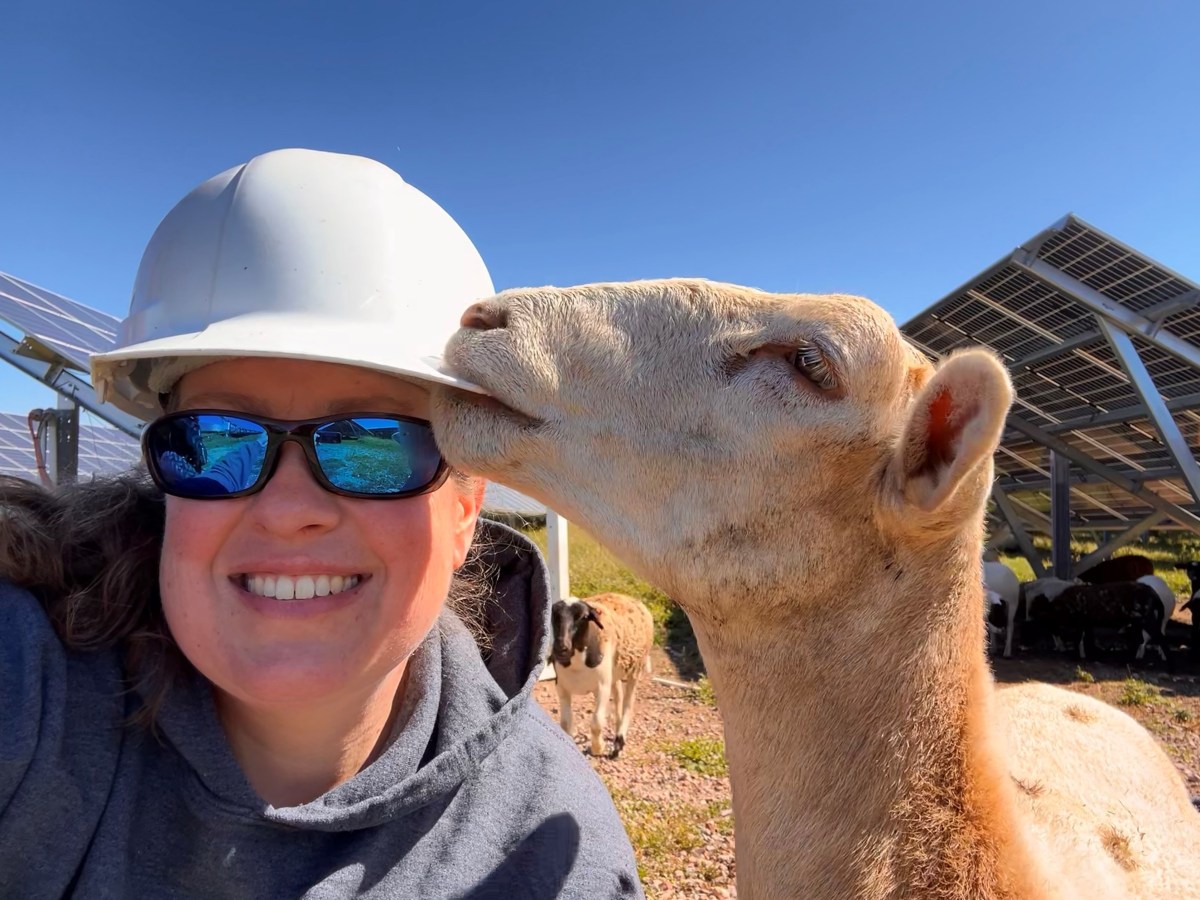 A CT sheep farmer’s view from the solar field