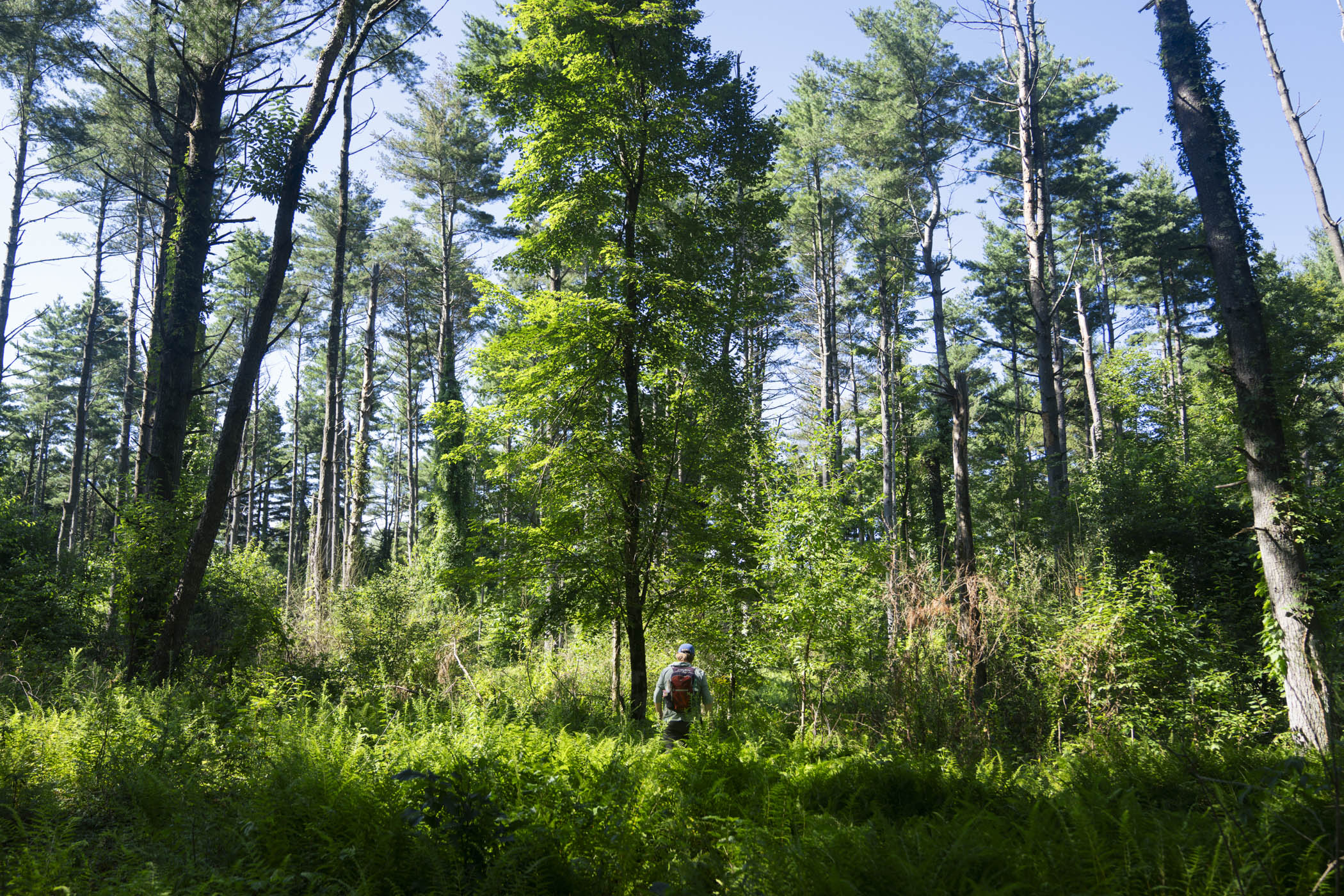 How many bears are there in CT? Here's what it takes to find out.