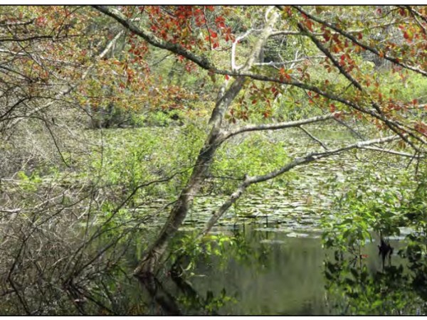 Help preserve the Preserve in Old Saybrook
