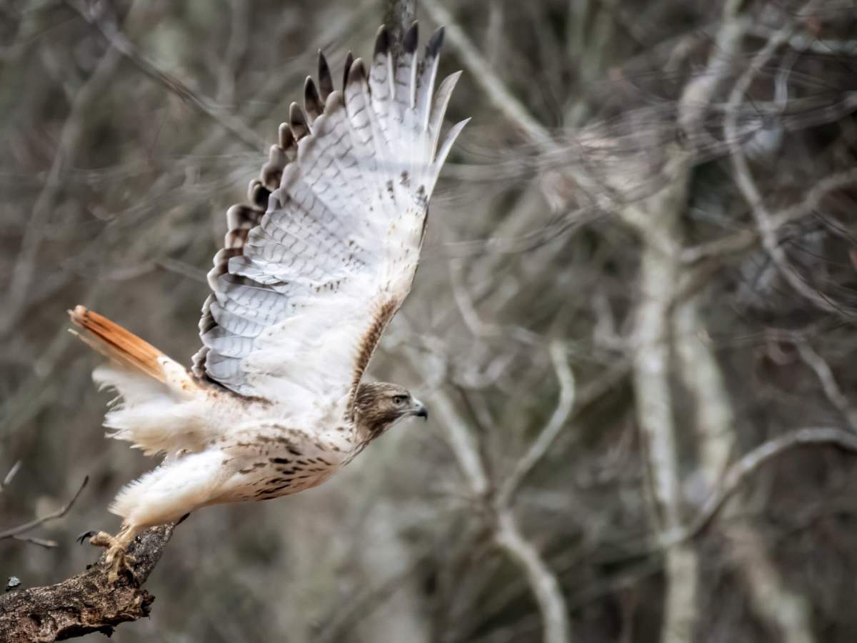 CT’s small wildlife sanctuaries deserve a bigger place in conservation